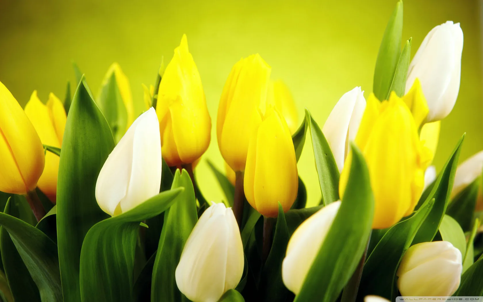 spring_flowers_12-wallpaper-1680x1050.jpg