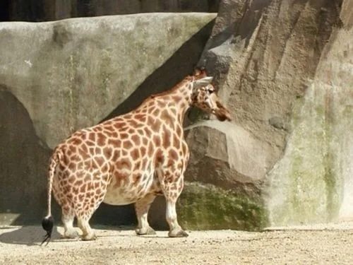 short-girrafe-v0-es4ykp7uu1dd1.webp