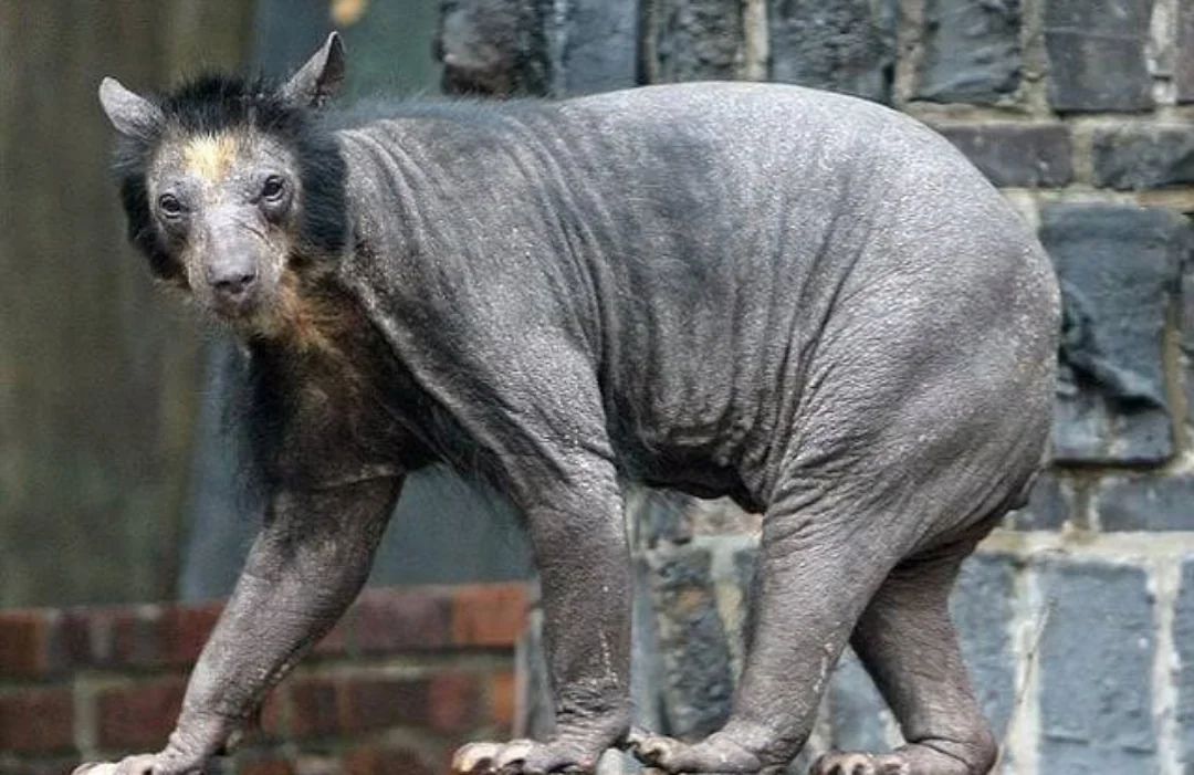 grizzly-bear-without-hair-v0-aloue9mpmqgc1.webp