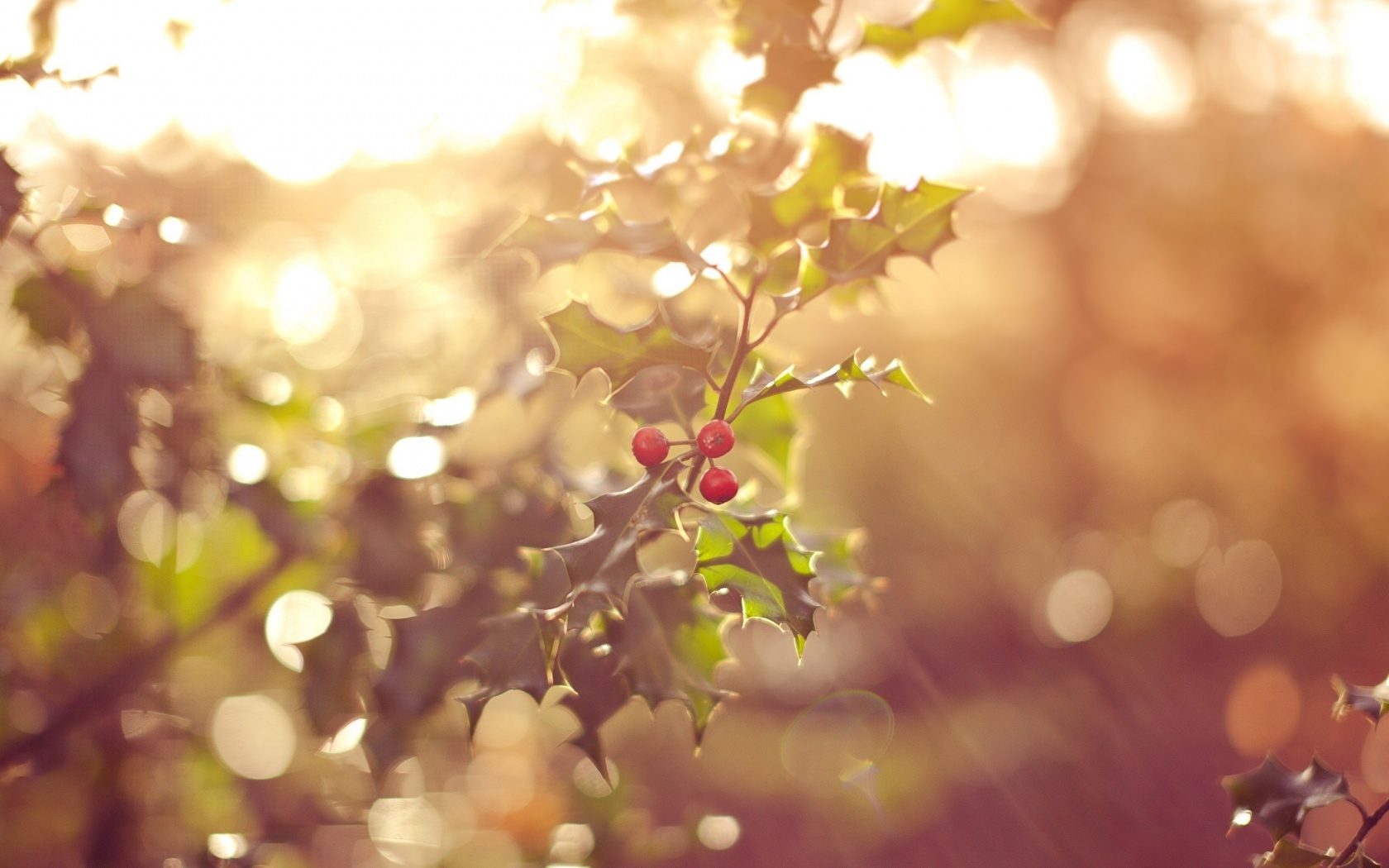 red-forest-fruits-wallpapers_35355_1680x1050.jpg