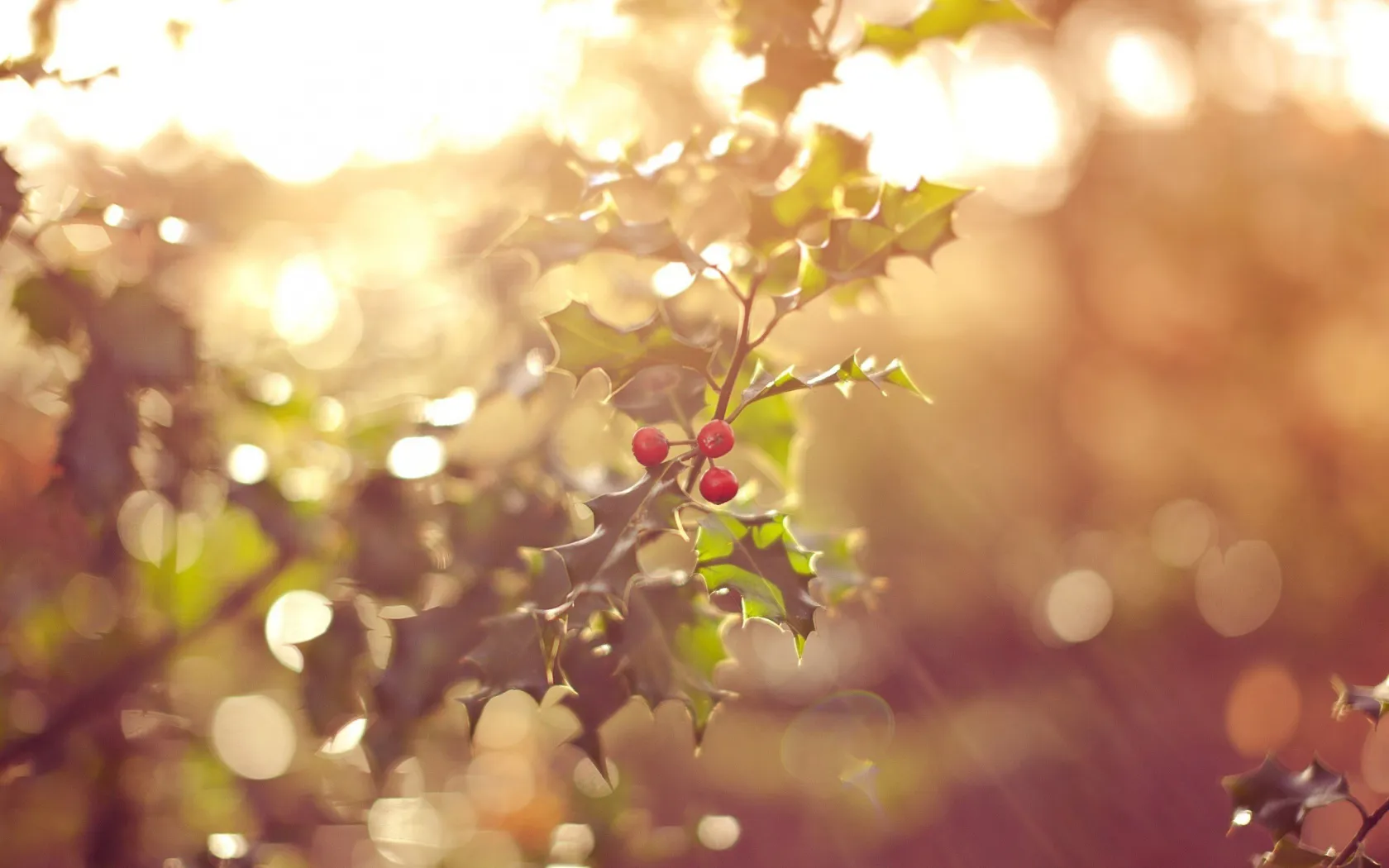red-forest-fruits-wallpapers_35355_1680x1050.jpg
