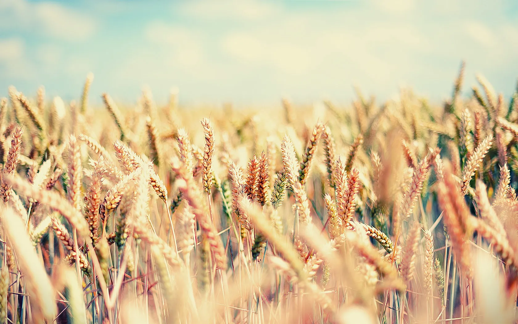 summer-field-wallpapers_33719_1680x1050.jpg