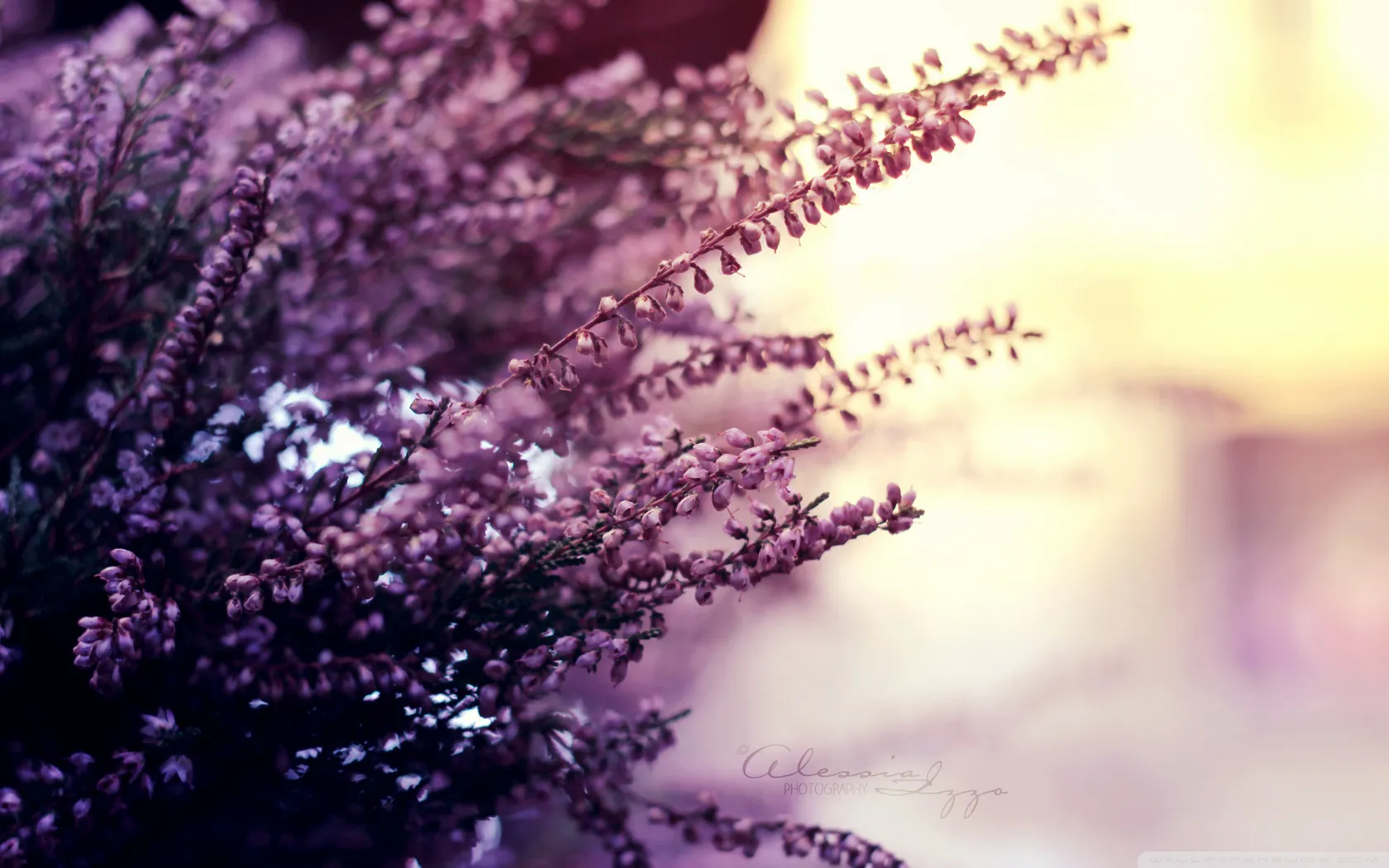the_colors_of_summer-wallpaper-1680x1050.jpg